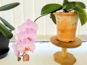 吹田市千里山にある「木もく_布ふ」さんで購入した木製のコンポート