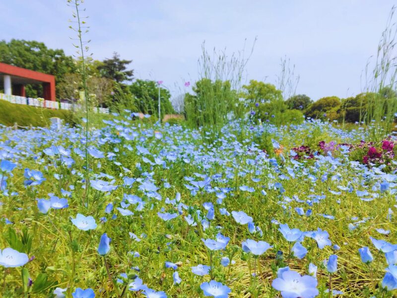 服部緑地公園にいえられていたネモフィラ