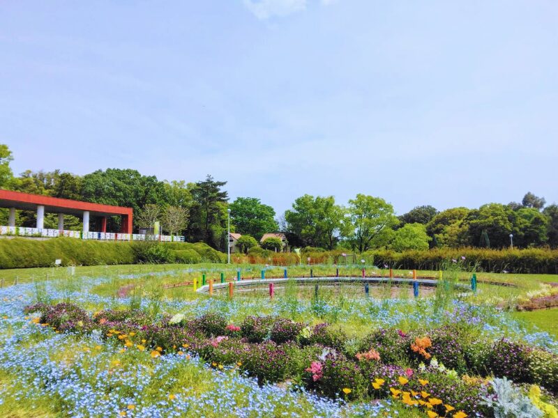 服部緑地公園のネモフィラ