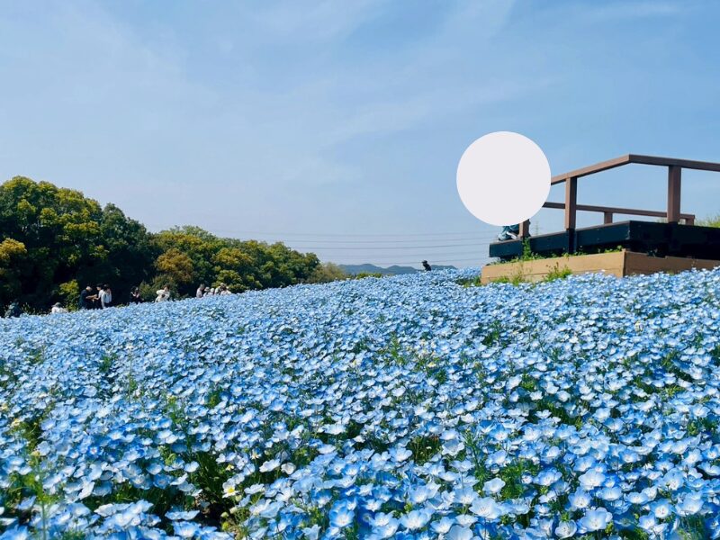 ２０２５年万博公園のネモフィラ