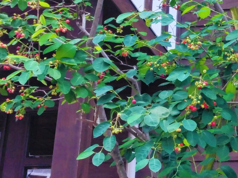赤い実のなる木、春５月の写真