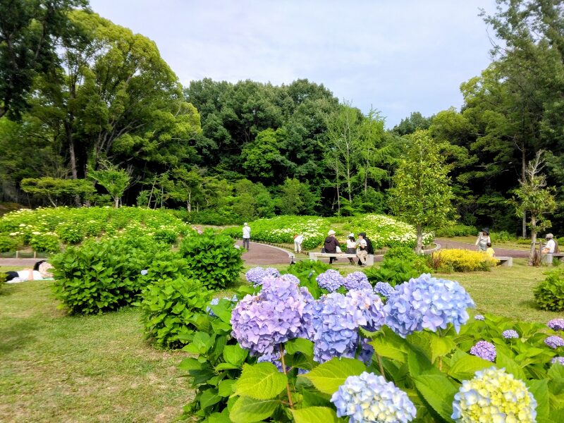 服部緑地公園のあじさい園