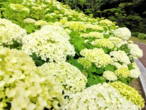 服部緑地公園のアナベル