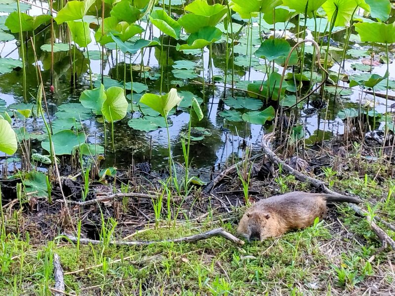 服部緑地公園にいたヌートリア