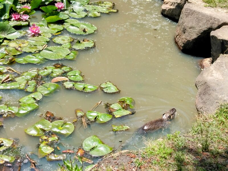 服部緑地公園の日本庭園にいたヌートリア