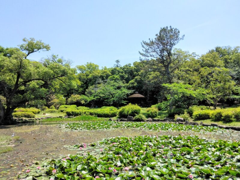 服部緑地公園の日本庭園の睡蓮