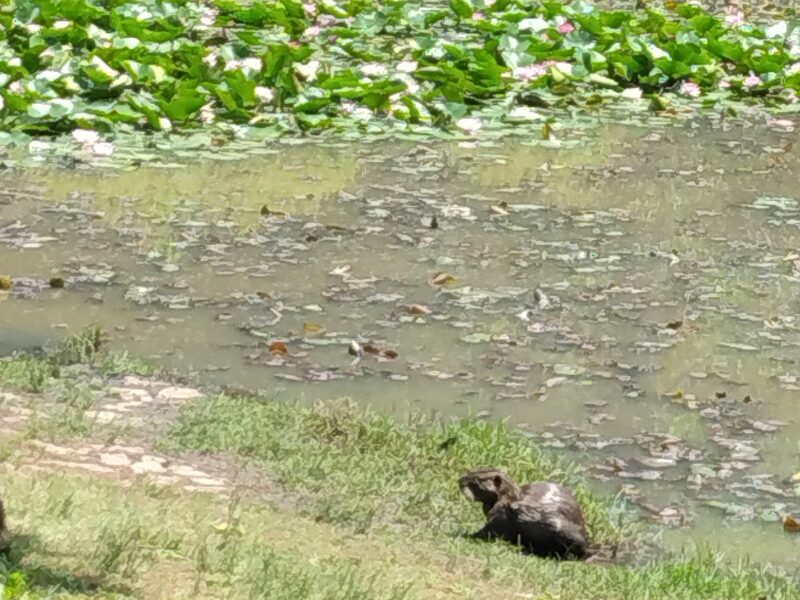 服部緑地公園のヌートリア