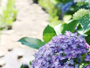 服部緑地の植物園のあじさい
