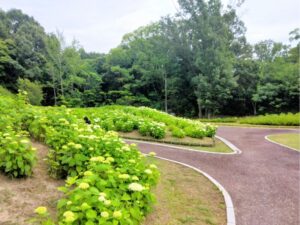 服部緑地公園の紫陽花園