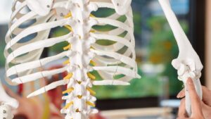 豊中市にある整体、まほろばカイロプラクティックにある骨模型の背骨の様子